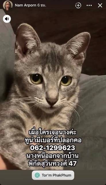 แมว สลิด สีเทาสลิด ใต้คางใต้ท้องปนสีขาวนิดๆ ปลายหางขดเล็กน้อย มีปลอกคอ มีป้ายเบอร์โทรอยู่ที่คอ · สีขาว สีขาวครีม ป้ายทองมีชื่อทูน่า / โทร 062-1299623