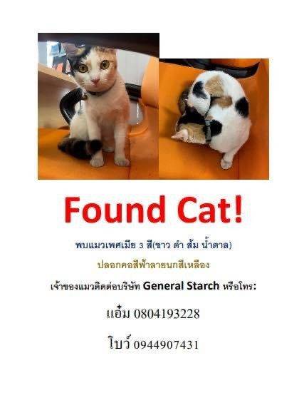 แมว ขาว ดำ ส้ม น้ำตาล
