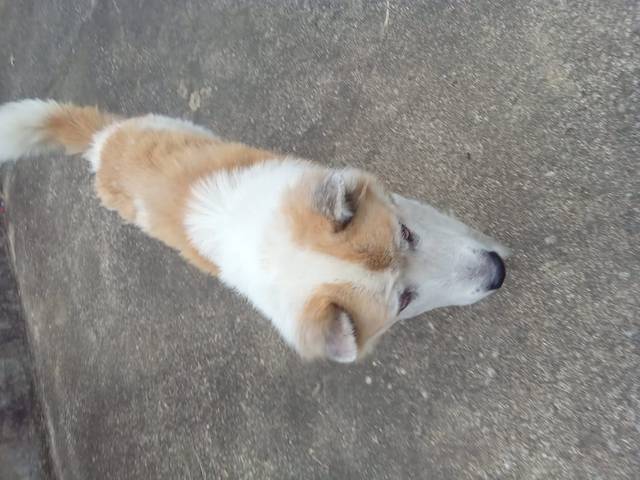 สุนัข ขาวน้ำตาล