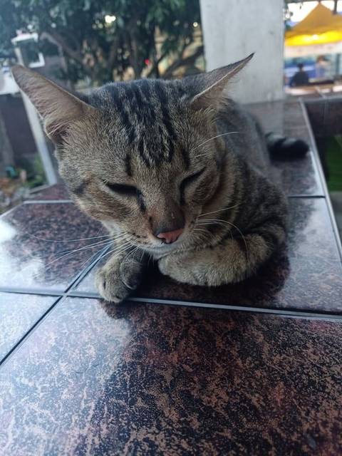 แมว ลายสลิด ตัวใหญ่ ยังไม่ทำหมัน เชื่องมาก