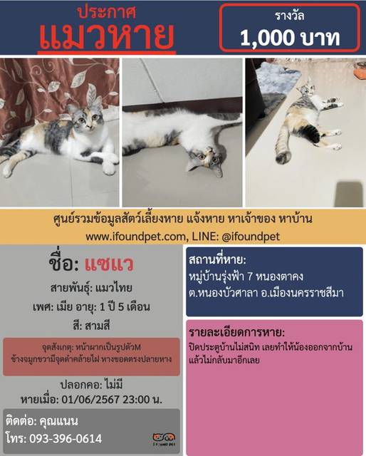 แมว สามสี หน้าผากเป็นรูปตัวM ข้างจมูกขวามีจุดดำคล้ายไฝ หางขอดตรงปลายหาง · ไม่มี
