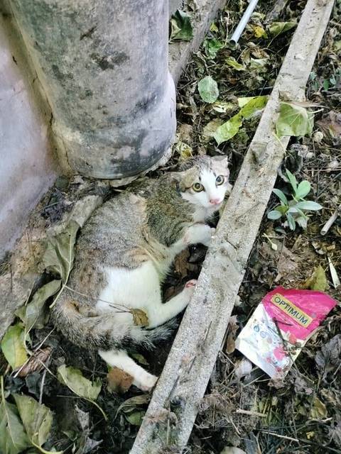 แมว ลาย น้ำตาล ดำ ขาว พิกัดหนองกุง คานารี่วิว2 มีปอกคอน้องโดนหมากัด ขู่ไม่หยุด จับ ไม่ได้เลย ติดต่อมารับด่วนนะคะ 0875189203