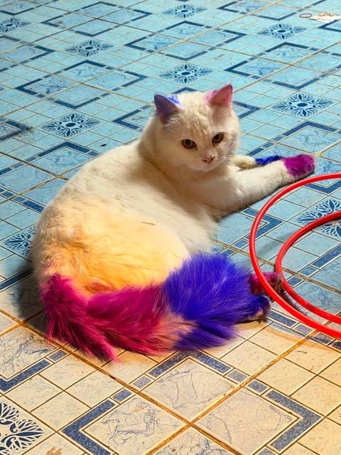 แมว ขาว ม่วง ฟ้า หางเป็นสีฟ้าม่วง หูสีคนละข้าง · ไม่มี