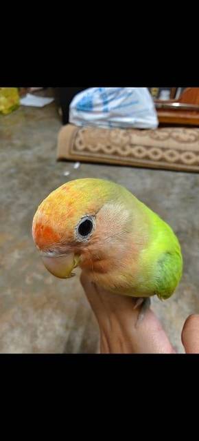 นก เขียว ส้ม ไม่มีขอบตา ใส่ห่วงเงินแบบเปิด
