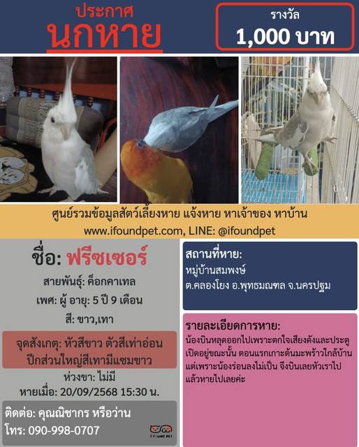 นก ขาว เทา หัวสีขาว ตัวสีเท่าอ่อน ปีกส่วนใหญ่สีเทามีแซมขาว