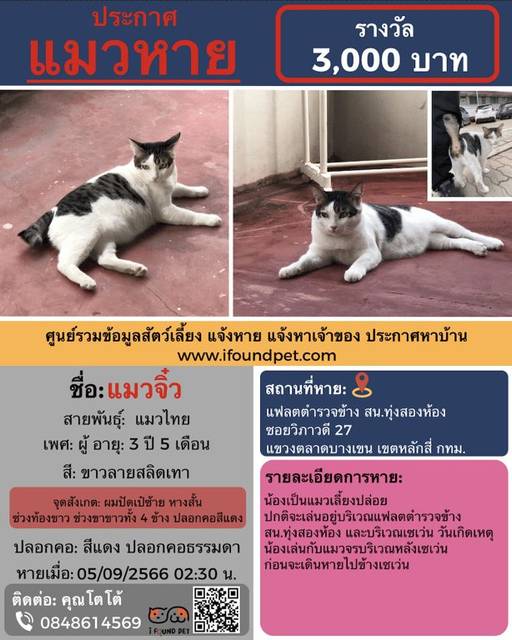 แมว สีขาวลายสลิดเทา ผมปัดเป๋ซ้าย หางสั้น ช่วงท้องขาว ช่วงขาขาวทั้ง 4 ข้าง ปลอกคอสีแดง · สีแดง ปลอกคอธรรมดา