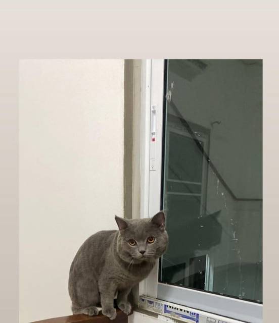 แมว เทา มีปลอกคอ · สีเขียว ไม่มี