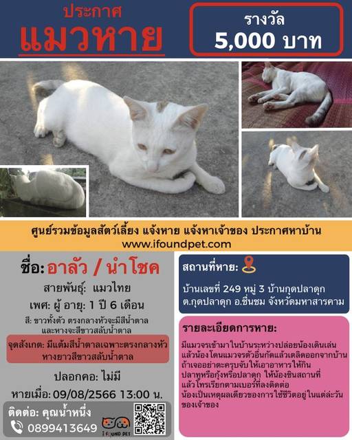 แมว สีขาวทั้งตัวยกเว้นตรงกลางหัวจะมีตำหนิสีน้ำตาล และหางจะสีขาวสลับน้ำตาล มีแต้มสีน้ำตาลเฉพาะตรงกลางหัว หางยาวสีขาวสลับน้ำตาล · ไม่มี