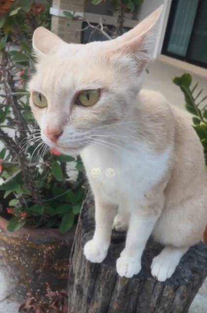 แมว ขาว มีตุ่มที่หู · ไม่มี