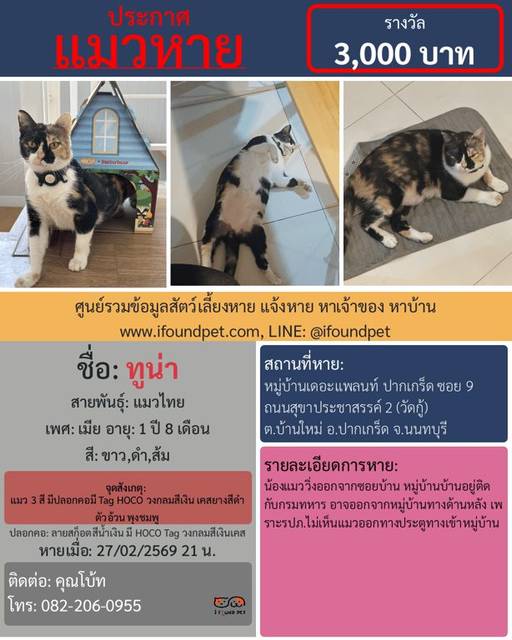 แมว ขาว ดำ ส้ม แมว 3 สี มีปลอกคอมี Tag HOCO วงกลมสีเงิน เคสยางสีดำ ตัวอ้วน พุงชมพู · ปลอกคอลายสก็อกสีน้ำเงิน มี HOCO Tag วงกลมสีเงินใส่ในเคสซิลิโคนสีดำ
