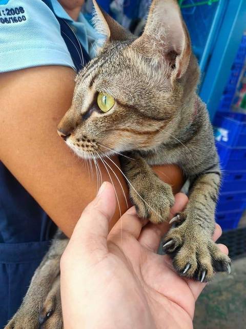 แมว ลายสลิด