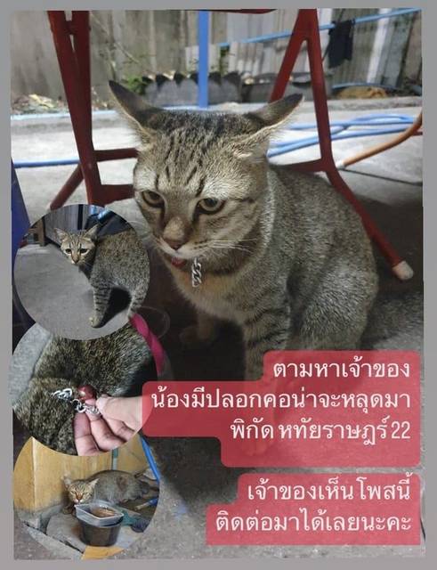 แมว สลิด มีปลอกคอสีเงินกระดิ่งสีแดง ตัวอ้วนขี้อ้อน