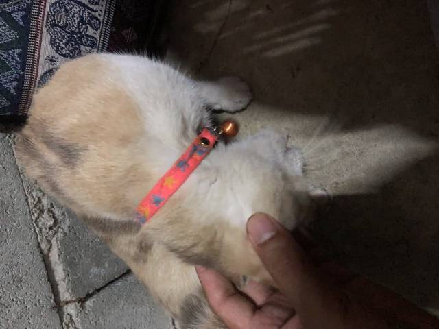 แมว สีไข่ออกเหลืวด้านหลัง มีสีน้ำตาลนิดๆ