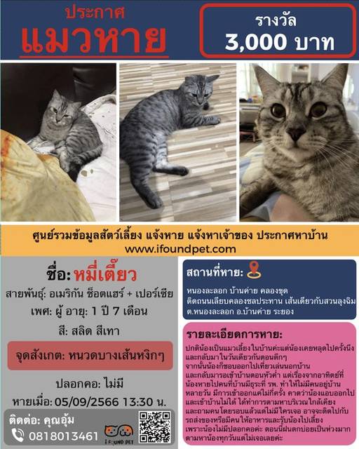 แมว สลิด สีเทา ลายMที่หัวตรวกลางจะแคบมาก ปลายหางเป็นสีดำล้วน อุ้งเท้าสีดำ ทำหมันแล้ว หน้าออกเล็กๆไม่ค่อยกลม หูตั้ง ถ้าสนิทกันน้องยอมให้จับมือได้ · ไม่มี