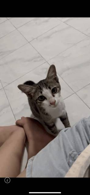 แมว สลิด น้องเพิ่งทำหมันมาแผลยังไม่หายดีค่ะ