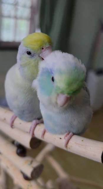 นก ขาว หัวสีเขียวอมฟ้า แก้มสีฟ้า