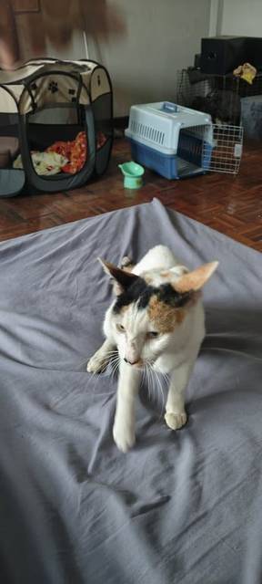 แมว ขาว ดำ ส้ม (3สี) เป็นแมวสามสี ติดคน ขี้อ้อน
