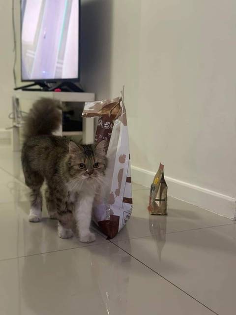 แมว เท้าซ้ายใสาถุงเท้าขาวยาว ขนฟู