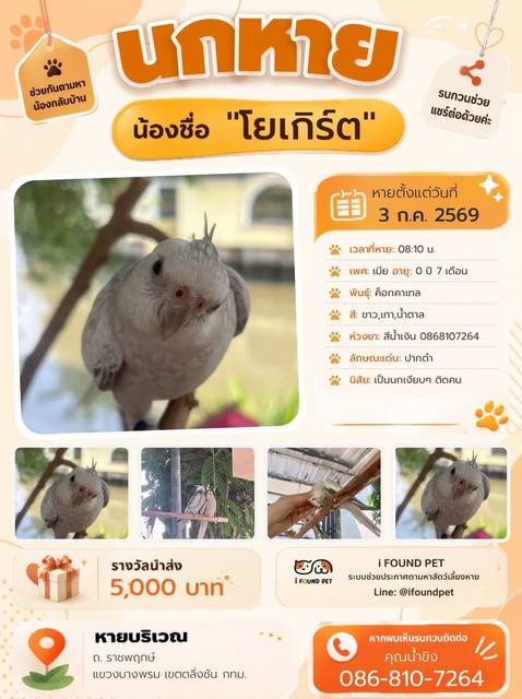 นก ขาว เทา น้ำตาล ปากดำ