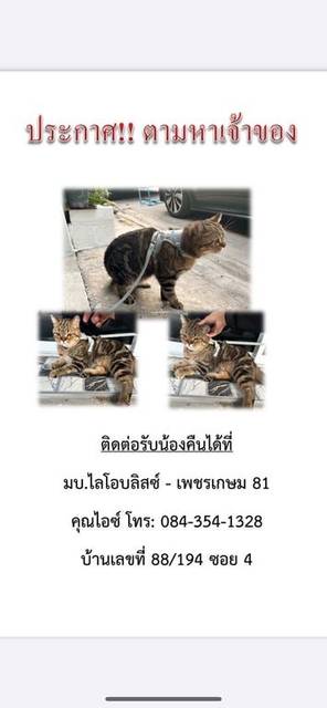 แมว น้ำตาลอ่อนลายเสือ ขออนุญาตฝากแชร์ๆต่อหน่อยนะคะ ประกาศตามหาเจ้าของค่ะ คุณพ่อคุณแม่น้องนะคะ แมวพันธุ์ผสมสก็อตติช เพศตัวผู้ ทำหมันแล้ว อายุประมาน 2-3ปี จับน้องไว้ได้ค่ะ เชื่อง ไม่กลัวคน รูปร่างใหญ่ ที่หมู่บ้านไลโอบลิสซ์ เพชรเกษม81 เผื่อน้องติดรถใครมาแล้วลงในหมู่บ้าน / เป็นเจ้าของน้องแนบรูปแสดงตัวรับน้องได้เลยนะคะ จับน้องได้ตอนเช้า 📍 หมู่บ้านไลโอบลิสซ์ เพชรเกษม81