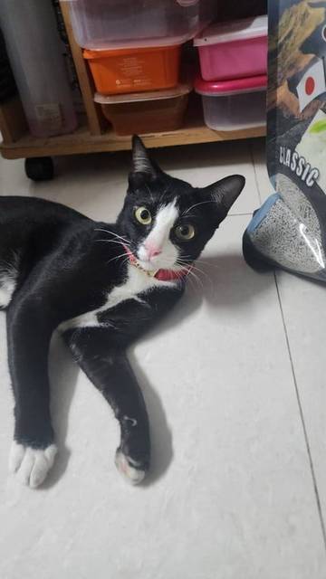 แมว ดำ ขนสี Tuxedo · สีแดง ผ้าแดง ล็อคทอง