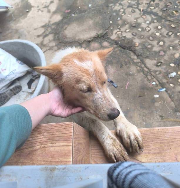 สุนัข ขาว นวล ครีม จุดดำๆหม่นๆตรงจมูก · ไม่มี