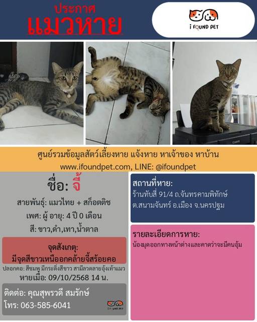 แมว ขาว ดำ เทา น้ำตาล มีจุดสีขาวเหนืออกคล้ายจี้สร้อยคอ · สีชมพู มีกระดิ่งสีขาว สายปลอกคอสีชมพูซีด มีลวดลายอุ้งเท้าแมว