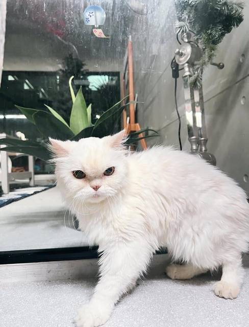 แมว ขาว อายุประมาณ 4ปี เจอที่ซอยเอกมัย30