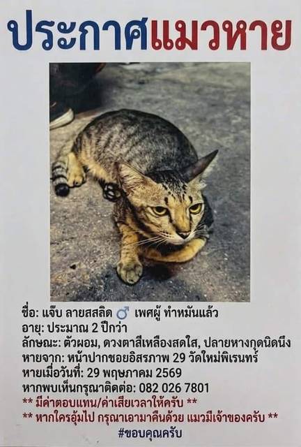 แมว เทา ลายเสือ ปลายหางกุดนิดนึง · ไม่มี