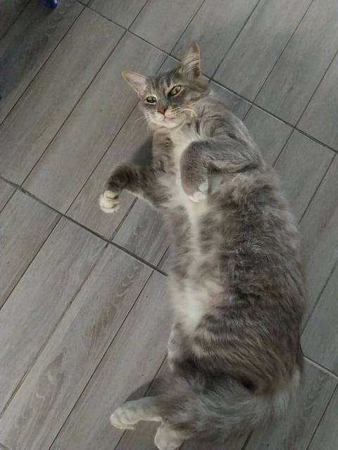 แมว เทา