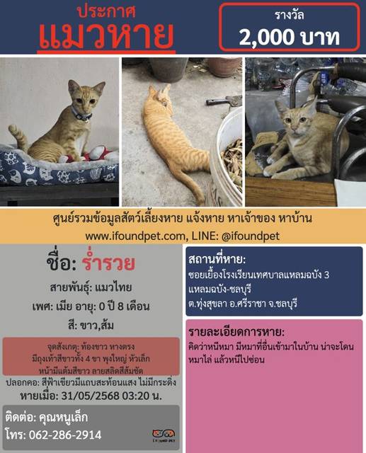แมว ขาว ส้ม ท้องขาว หางตรง มีถุงเท้าสีขาวทั้ง 4 ขา พุงใหญ่ หัวเล็ก หน้ามีแต้มสีขาว ลายสลิดสีส้มชัด · ปลอกคอสีฟ้าเขียวมีแถบสะท้อนแสง ไม่มีกระดิ่ง