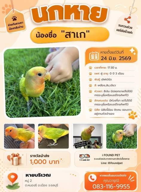 นก เหลือง ส้ม เขียว มีห่วงที่ขา แต่ไม่ได้มีการระบุชื่อหรือเบอร์โทรศัพท์ไว้