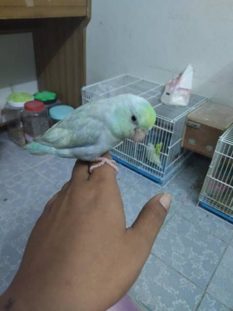 นก เทอควอย