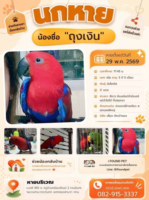 นก แดง ห่วงขามีข้างเดียว สแตนเลสใหญ่