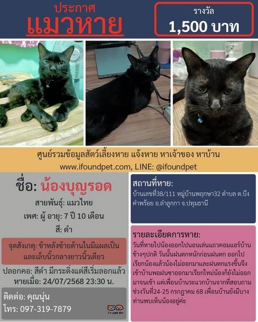 แมว ดำ ข้าหลังซ้ายด้านในมีแผลเป็น และเล็บนิ้วกลางยาวนิ้วเดียว ใส่ปลอกคอสีดำลายหน้าแมวเล็กๆมีกระดิ่งสีเงินๆเริ่มลอกแล้ว · สีดำ มีกระดิ่งแต่สีเริ่มลอกแล้ว