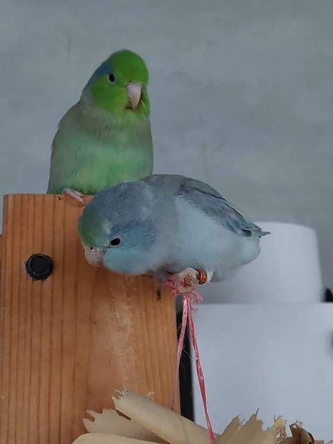 นก เขียว ตัวผู้สีเขียว