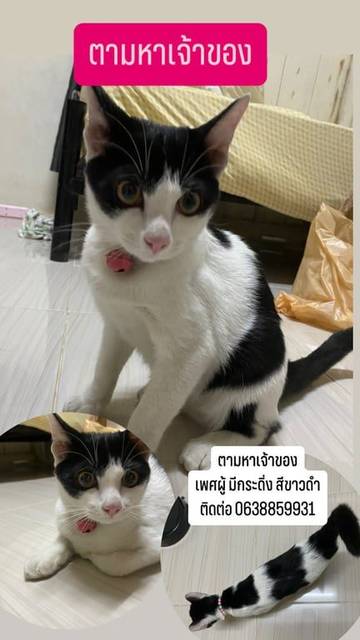 แมว ขาวดำ พบเจอซอยสุขสันต์ 6 ลายวัว อายุ4-8 เดือน ตัดเล็บ ยังไม่ทำหมัน