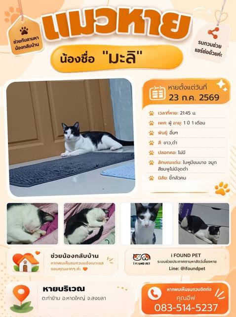 แมว ขาว ดำ ใบหูมีขนบาง จมูกสีชมพูไม่มีจุดดำ · ไม่มี