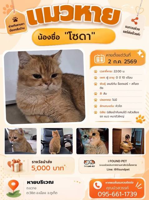 แมว ส้ม หัวโต · ไม่มี