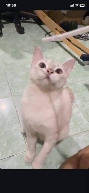 แมว ขาว วิเชียรมาศ ลายเสือ ครีม นวล น้ำตาล ตาสีฟ้า · ไม่มี