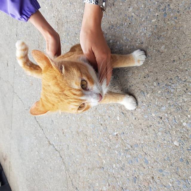 แมว ส้มหน้าอกขาว ใส่ถุงเท้า