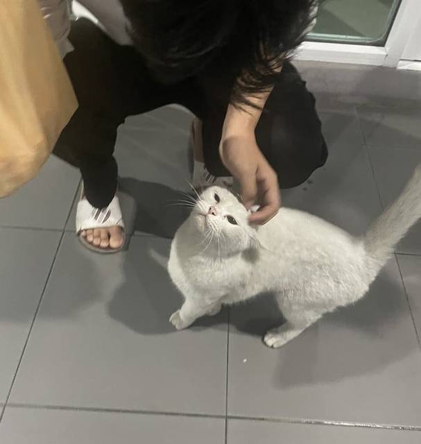 แมว ขาว