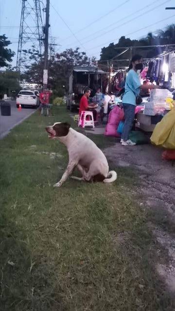 สุนัข ขาว น้ำตาล ประกาศตามเจ้าของครับ น้องเป็นเพศผู้ นิสัยขี้อ้อน ดูเชื่องกับคนมาก
