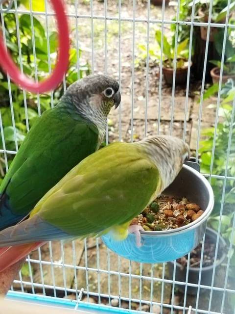 นก เมล่อนสีเยลโล่ไซด์ (เขียวเข้ม พุงเหลืองส้ม ปากดำ เ มีห่วงขาแบบปิด สีเงิน ข้างซ้าย สลักว่า น้ำ 0911102041 / นกขานรับเมื่อได้ยินเสียงเจ้าของ
