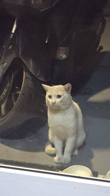แมว ขาว ครีม ตัวสีขาว มีแต้มสีครีมอ่อน ตาสีฟ้า