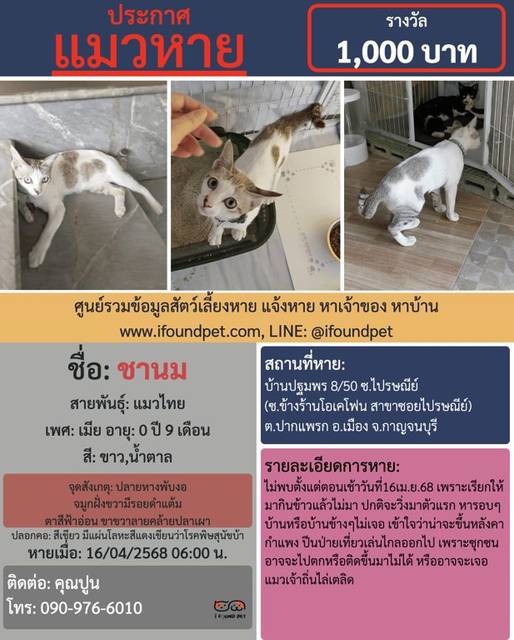 แมว ขาว น้ำตาล ปลอกคอสีเขียวห้อยแผ่นโลหะแดงเขียนว่าโรคพิษสุนัขบ้า ปลายหางพับงอ จมูกฝั่งขวามีรอยดำแต้ม ตาสีฟ้าอ่อน ขาขวาลายคล้ายปลาเผา · สีเขียว ปลอกคอสีเขียว มีแผ่นโลหะสีแดงเขียนว่าโรคพิษสุนัขบ้าห้อยอยู่