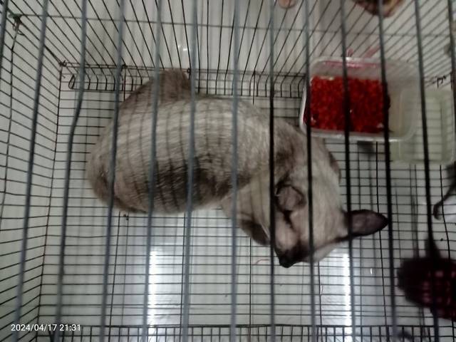 แมว น่าจะวิเชียร ตอนนี้อยู่แถวซอยบุญคุ้ม ลำลูกกา รังสิต เห็นเค้าแจ้งมาว่าหลงเป็นเดือนแล้ว