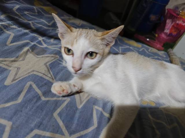 แมว ขาว เทา ดำ เป็นแมว3สีสีขาวเทหางสีดำเทาสวยๆเป็นชั้นๆ · สีเหลือง สีเหลืองกระดิ่งหาย