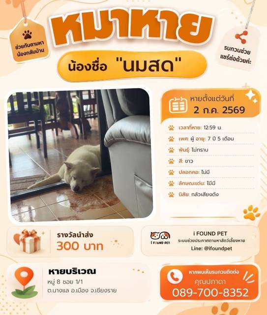 สุนัข ขาว ไมีมี · ไม่มี