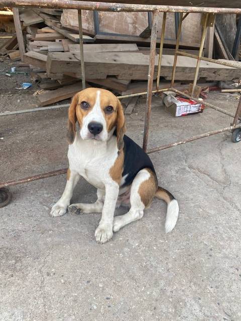 สุนัข ขาว ดำ น้ำตาล หลังคอรูปเหมือนงู · ไม่มี